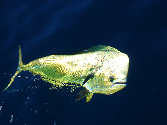 Fishing in Cabo